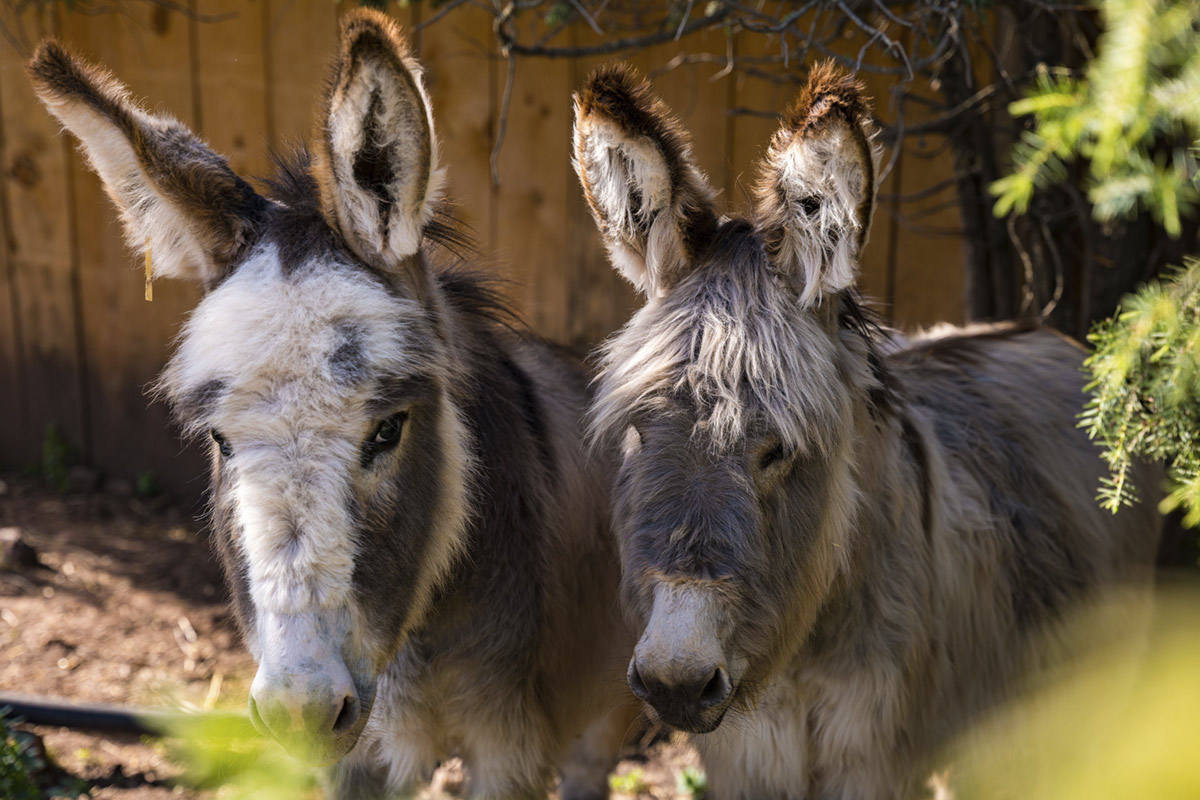Burros