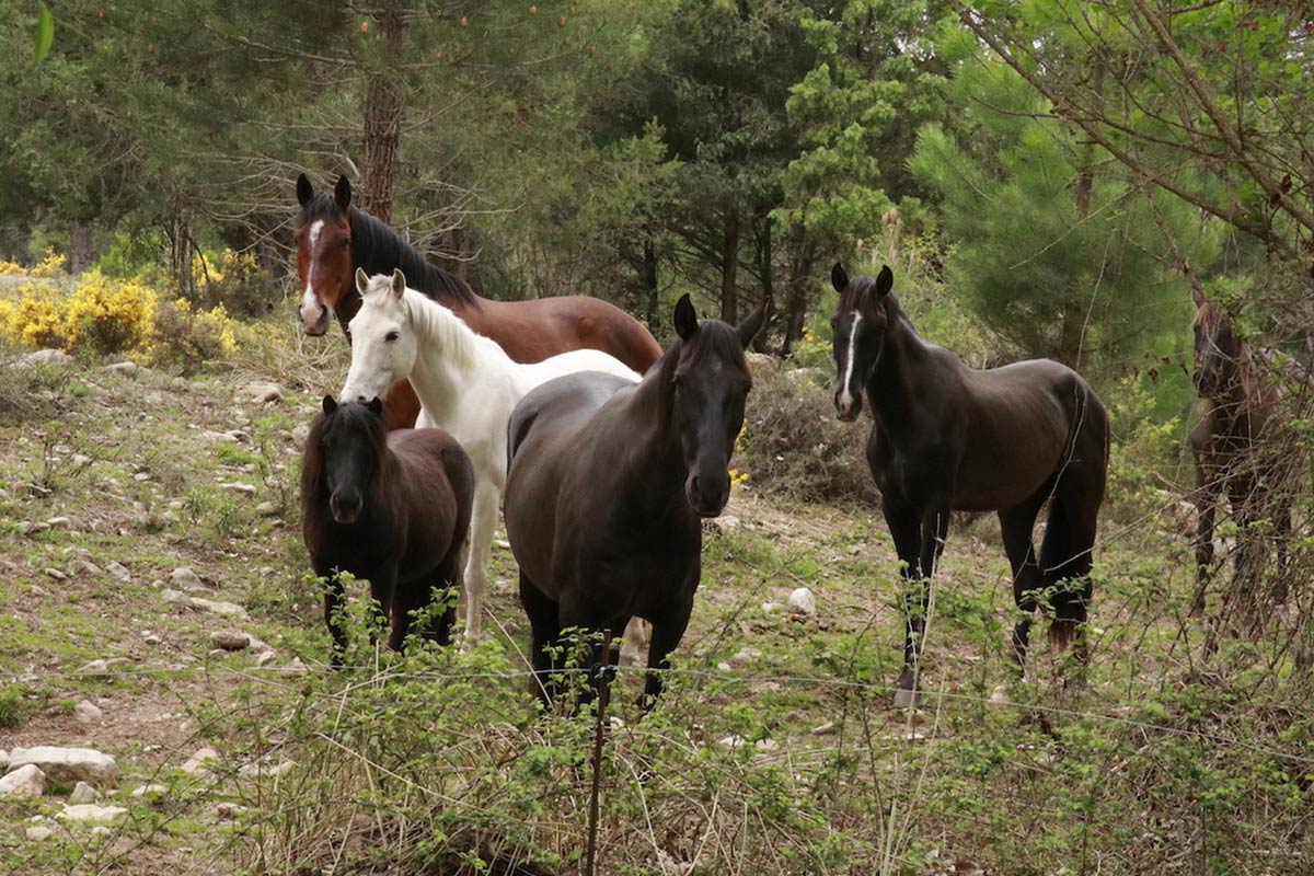 Caballos-3