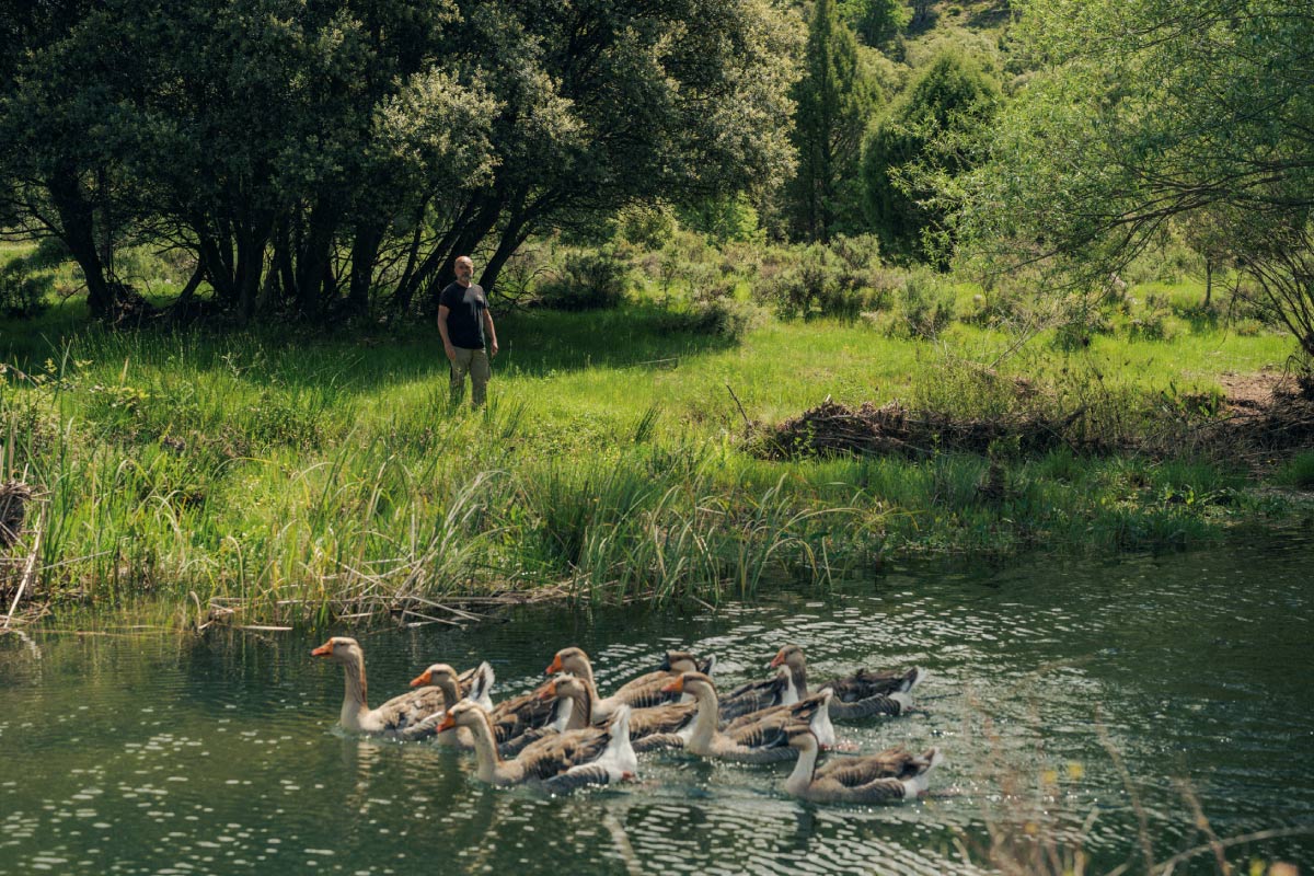 Patos03